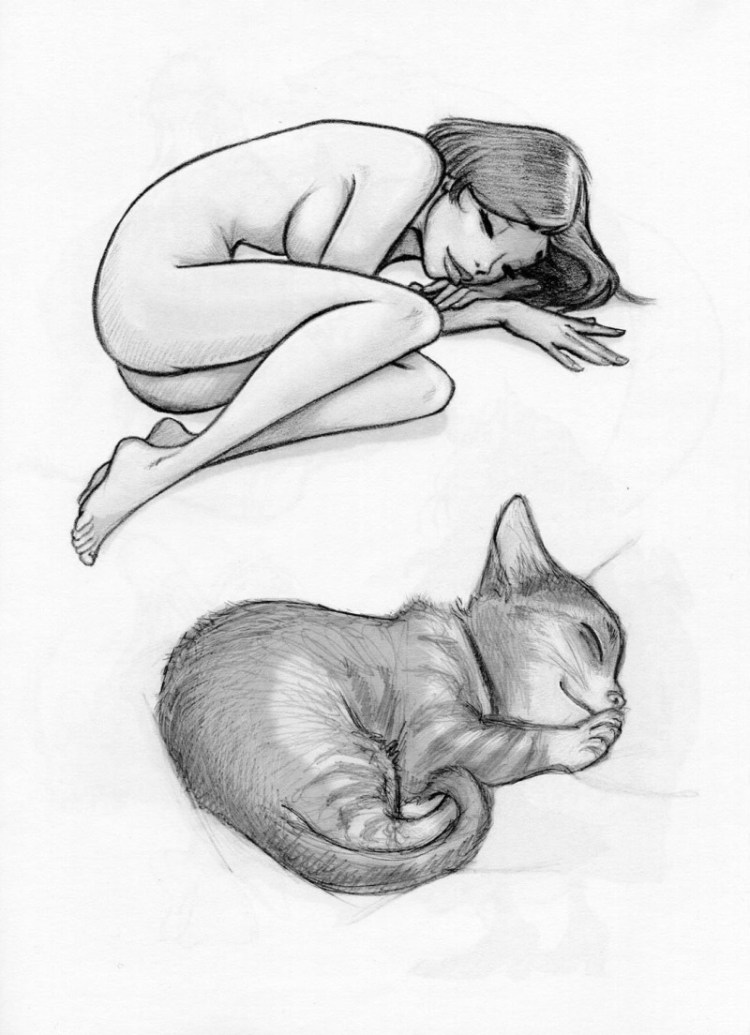 Кот спит калачиком