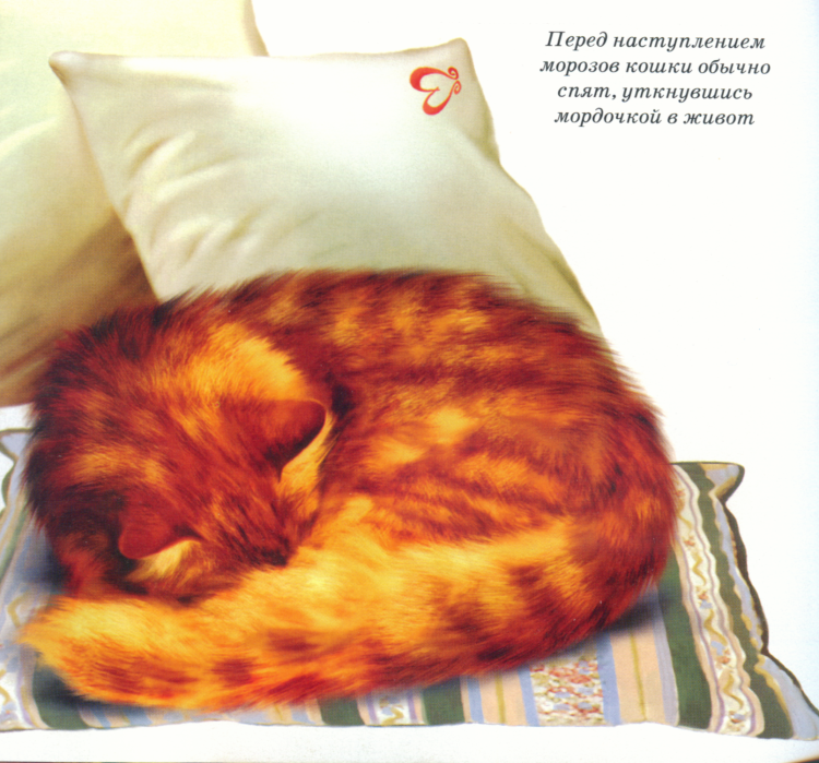 Кошка клубочком