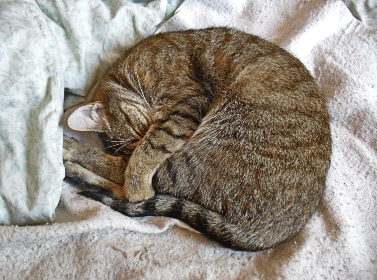 Спящие кошки