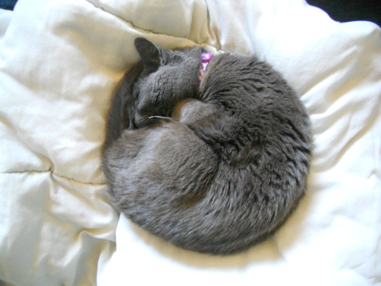 Кот клубочком