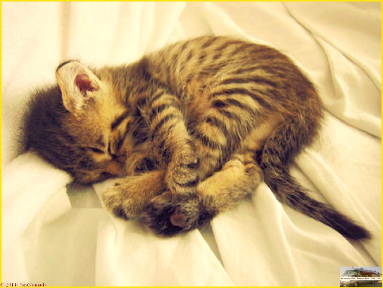 Кот клубочком