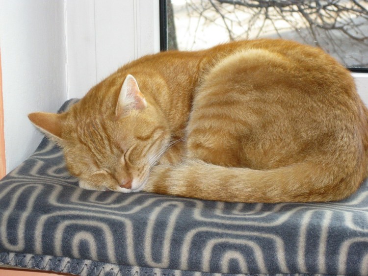 Спящие рыжие коты