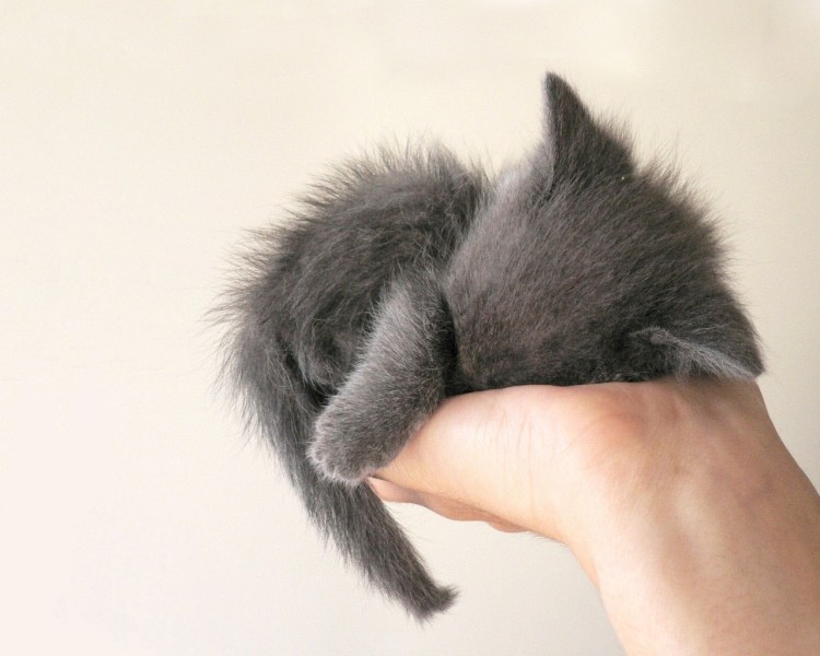 Черный кот клубочком