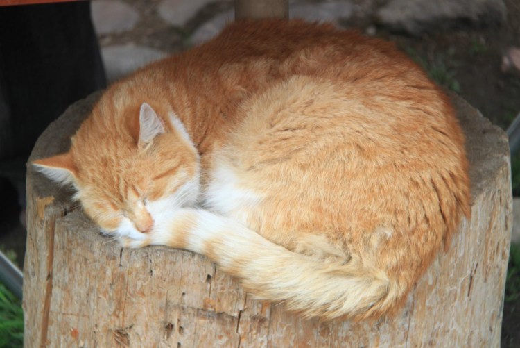 Камвей Фонг коты