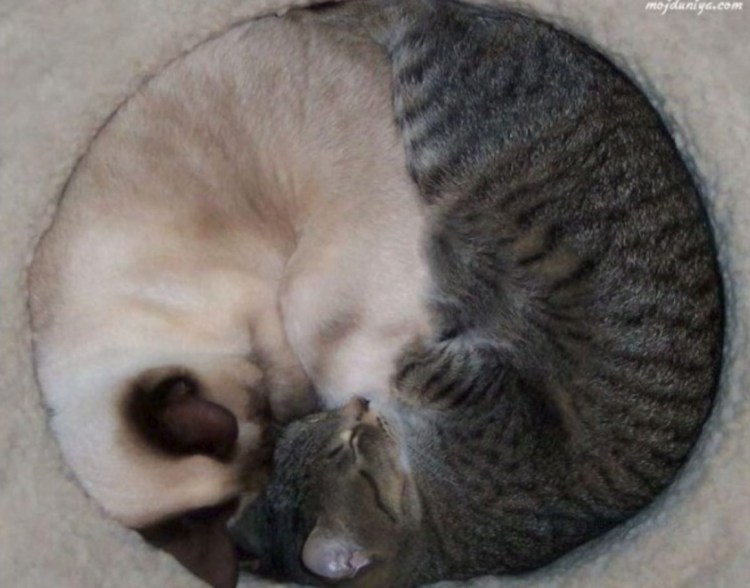 Светлана Бердник картины