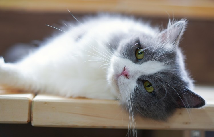 Серая белая кошка