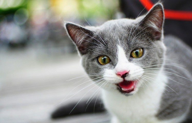 Серо белая кошка