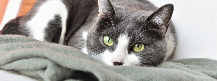 Серо белый кот