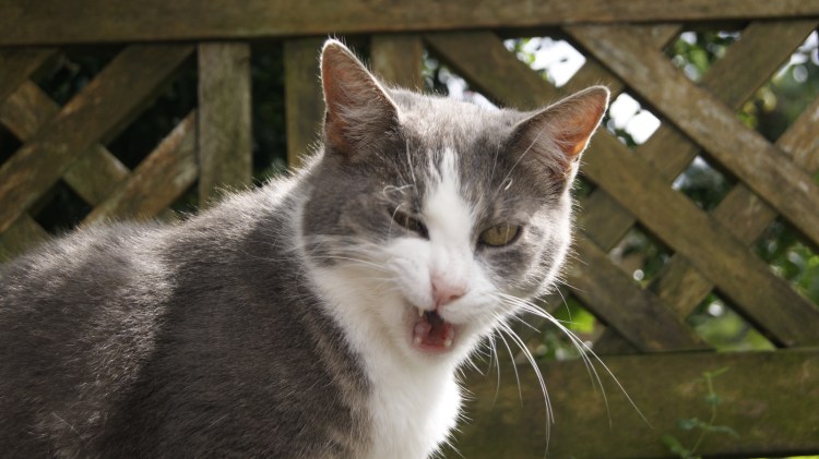 Серо белая кошка