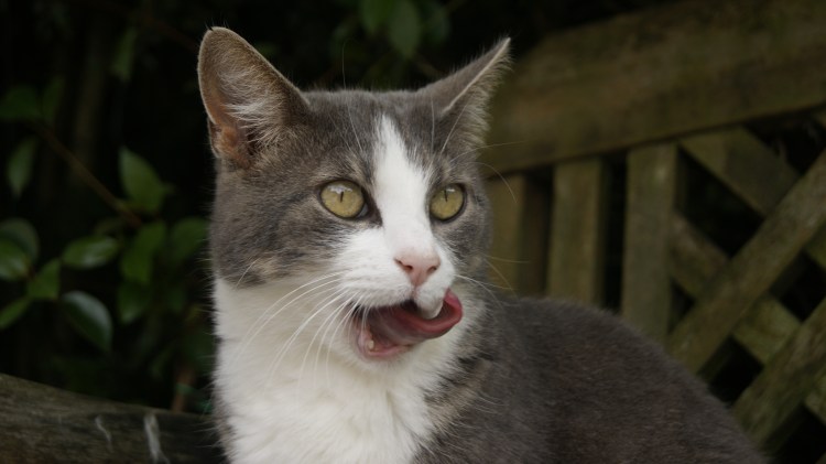 Серо белая кошка