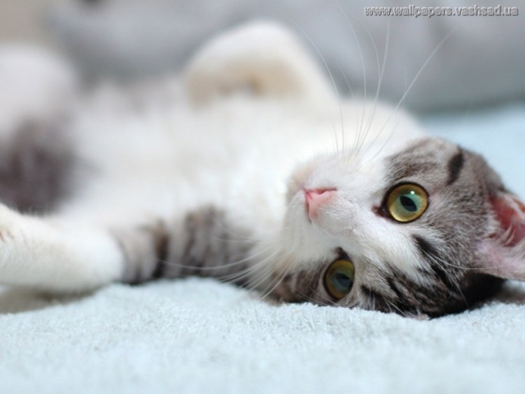 Бело серая кошка с голубыми глазами