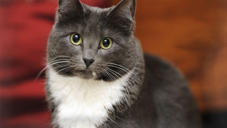 Серая белая кошка