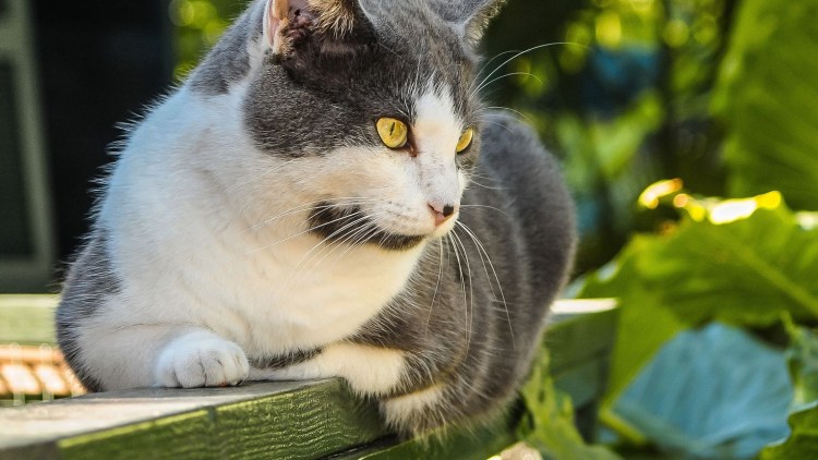 Табби биколор европейская короткошерстная кошка