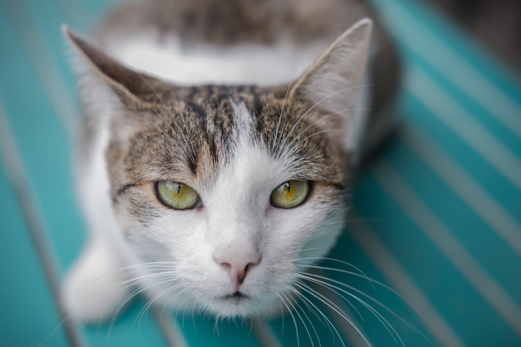 Кошка Химера Нарния