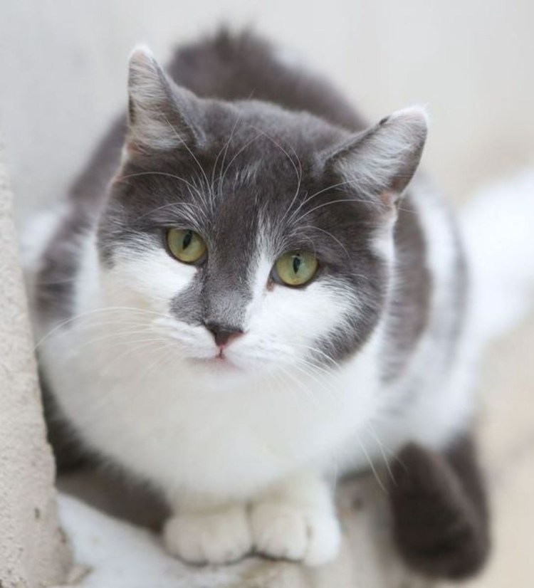 Серая белая кошка