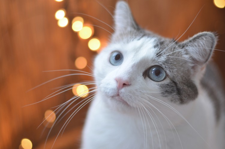 Серая белая кошка