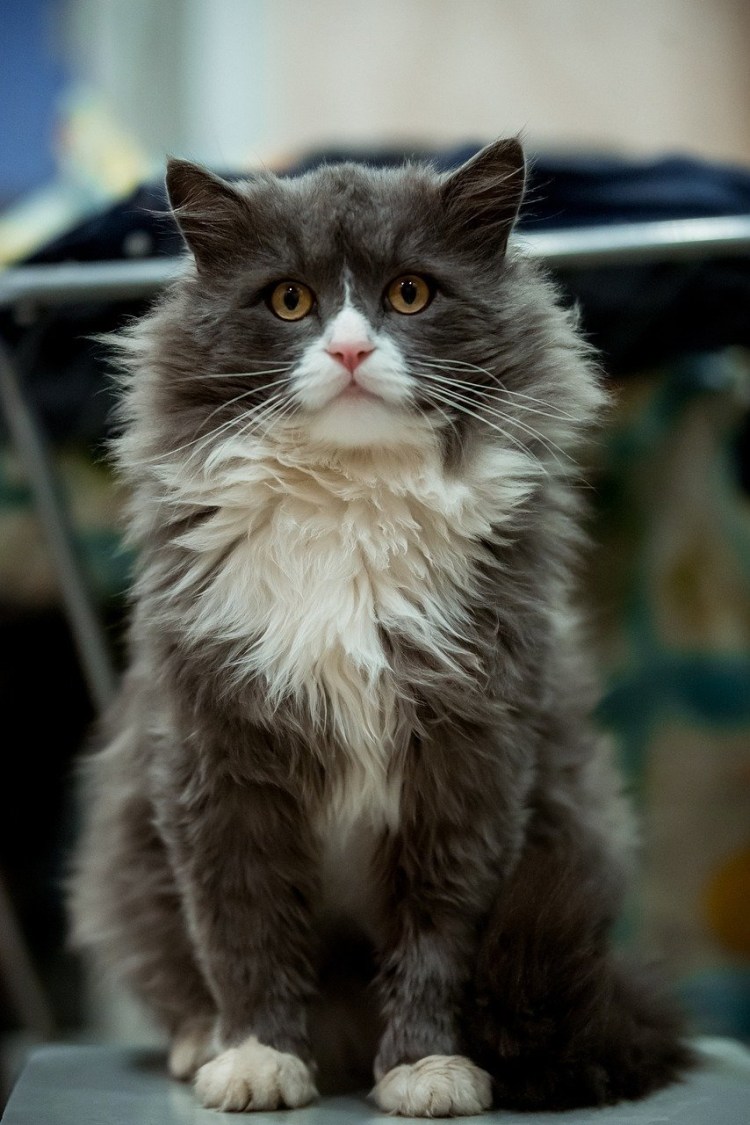 Европейская короткошерстная кошка белая