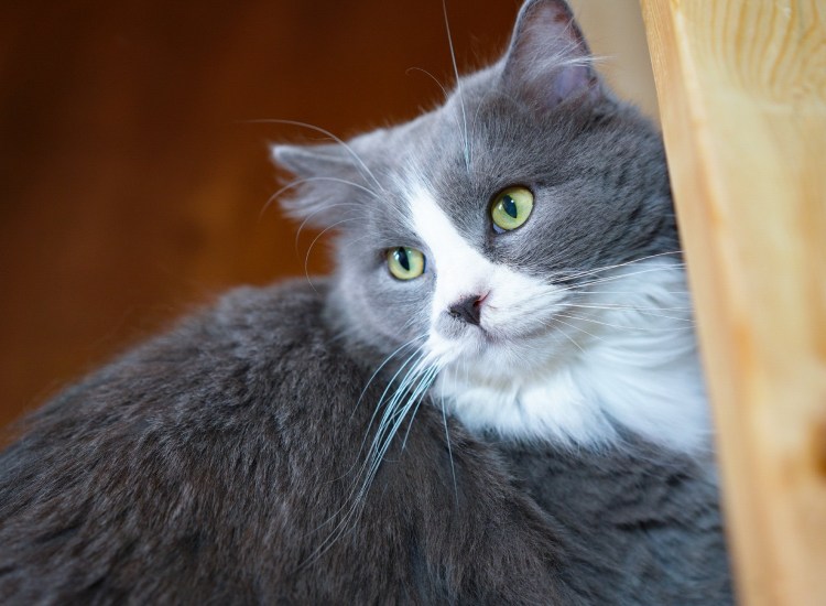 Бело серый кот