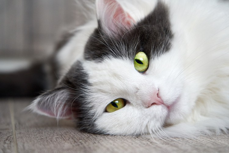 Серо белая кошка