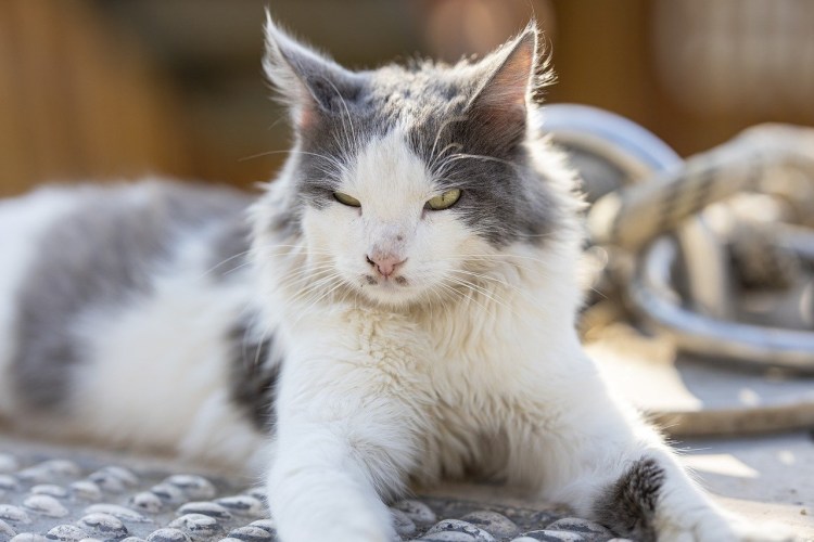 Бело серый кот