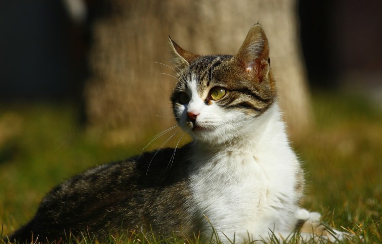 Felis Silvestris catus