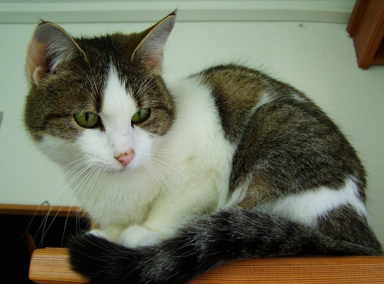 Серая белая кошка