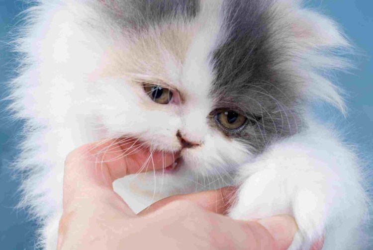 Розовый нос