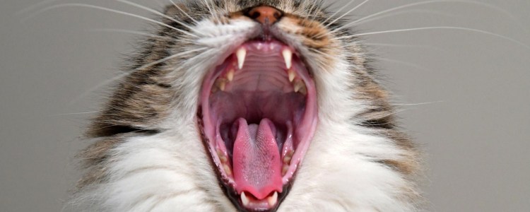 Кот зевает