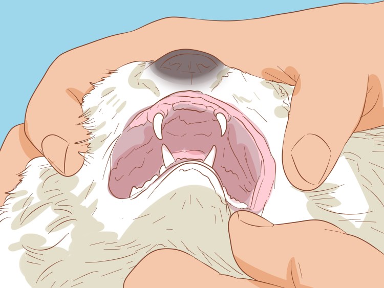 Ринотрахеит (кошачий герпес)