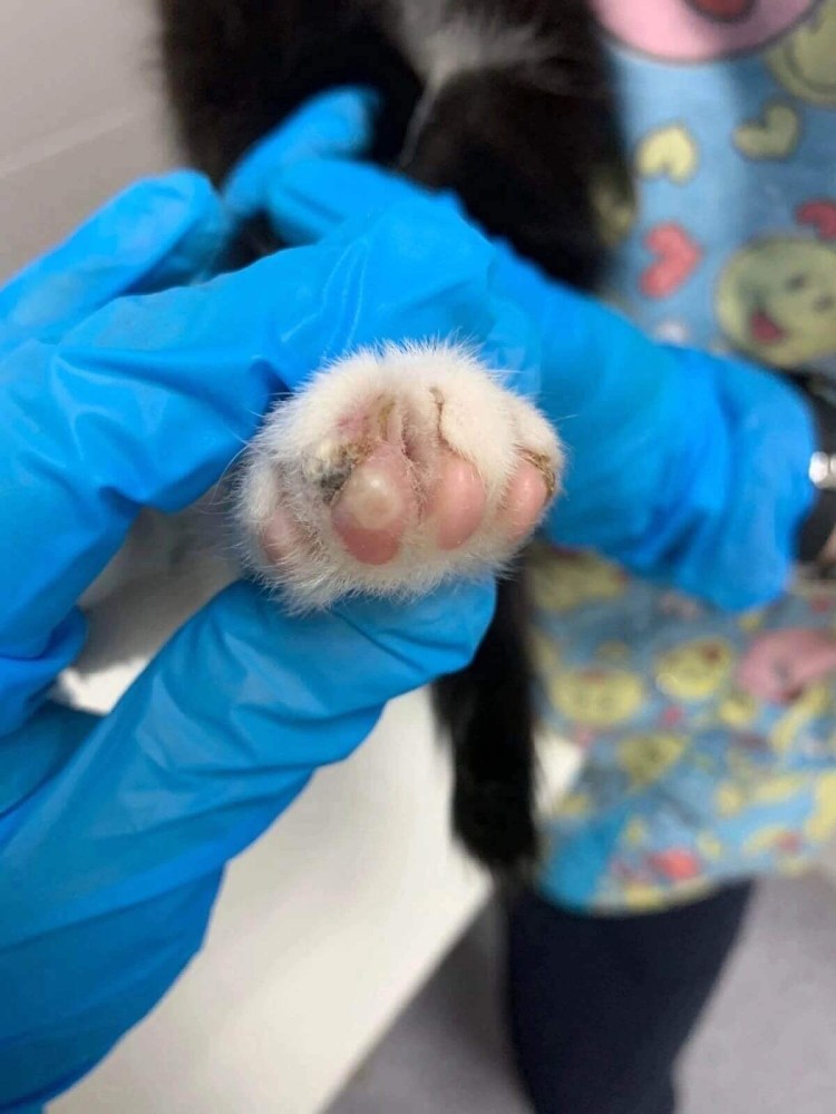 Черно белый кот зевает