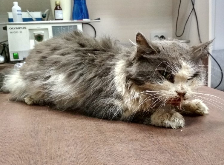 Вылеченный кошачий зуб