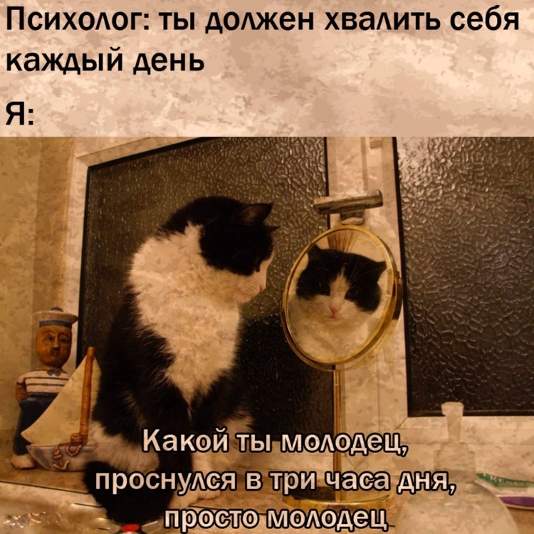 Кошка отражение в зеркале