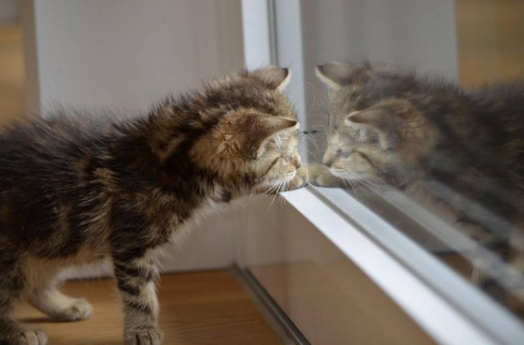 Кошка отражение в зеркале