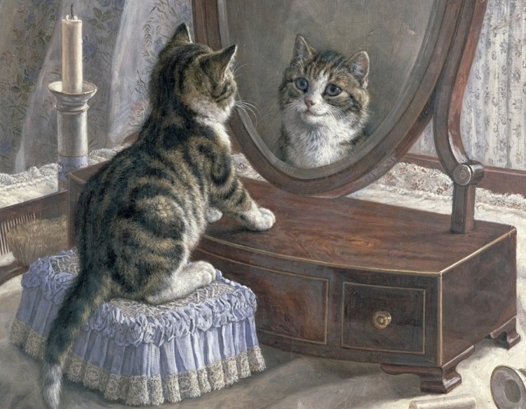 Котенок в зеркале