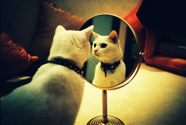 Кот перед зеркалом