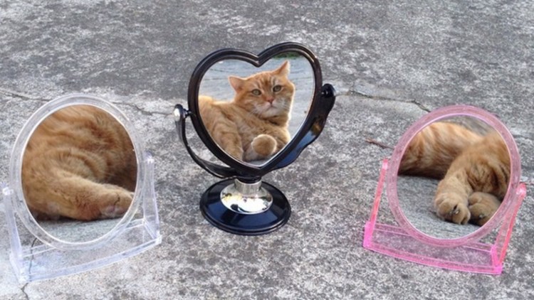 Зеркало "котик"