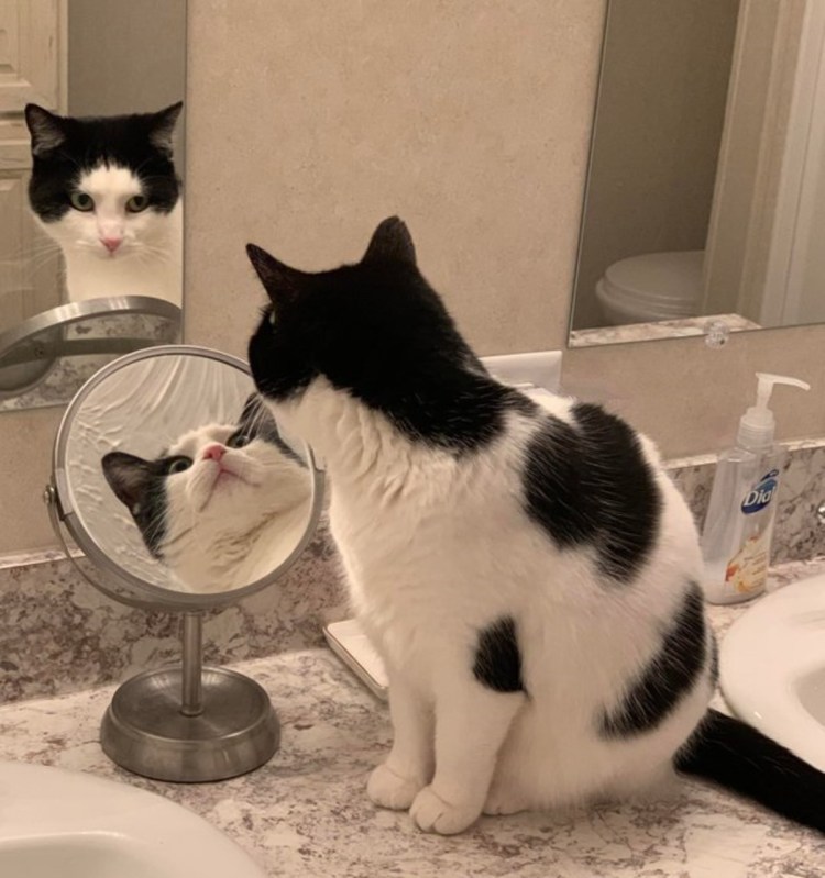 Кот в зеркале Мем