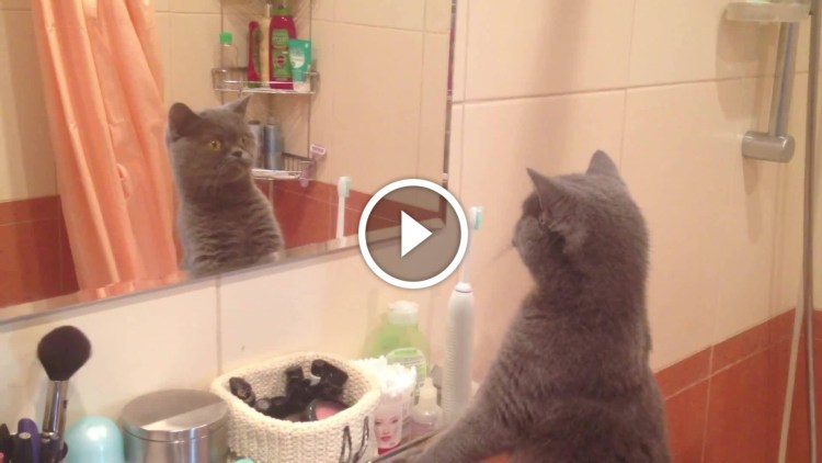 Кот в отражении Лев