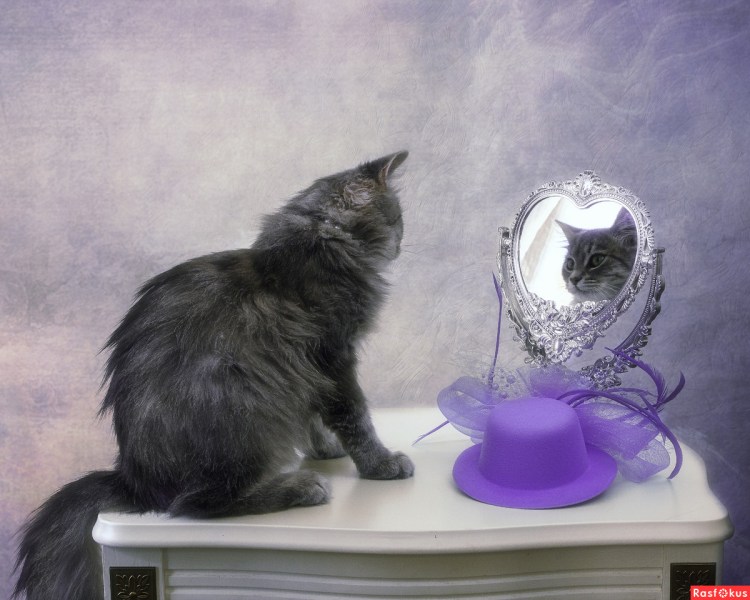 Кот в зеркале Мем