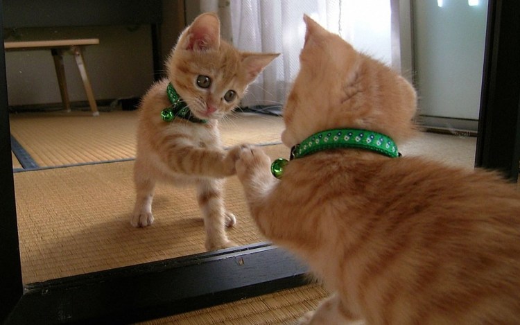 Кошка перед зеркалом