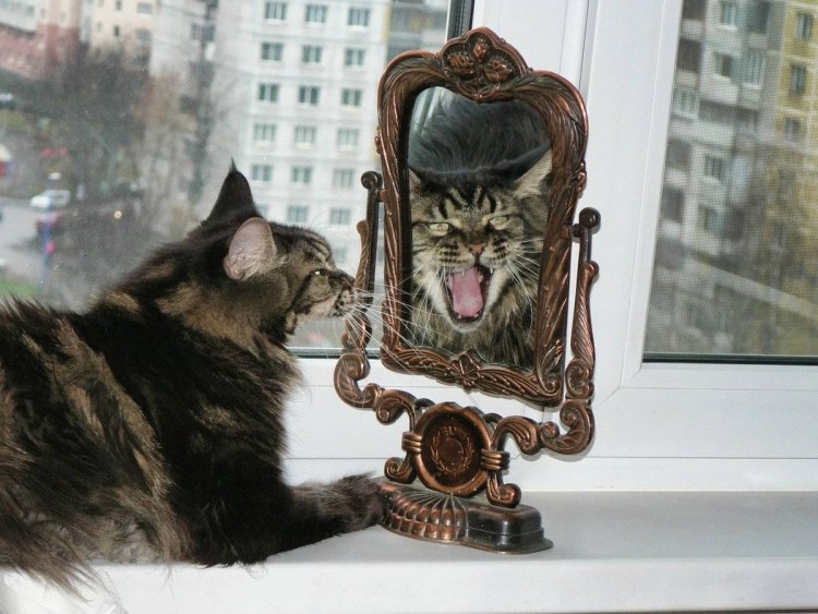 Зеркало кот