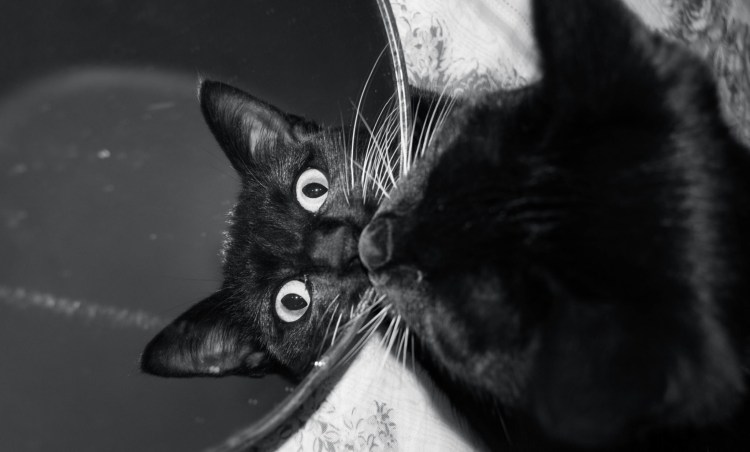 Кошка в зеркале