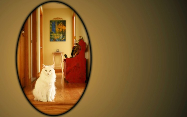 Кот с айфоном