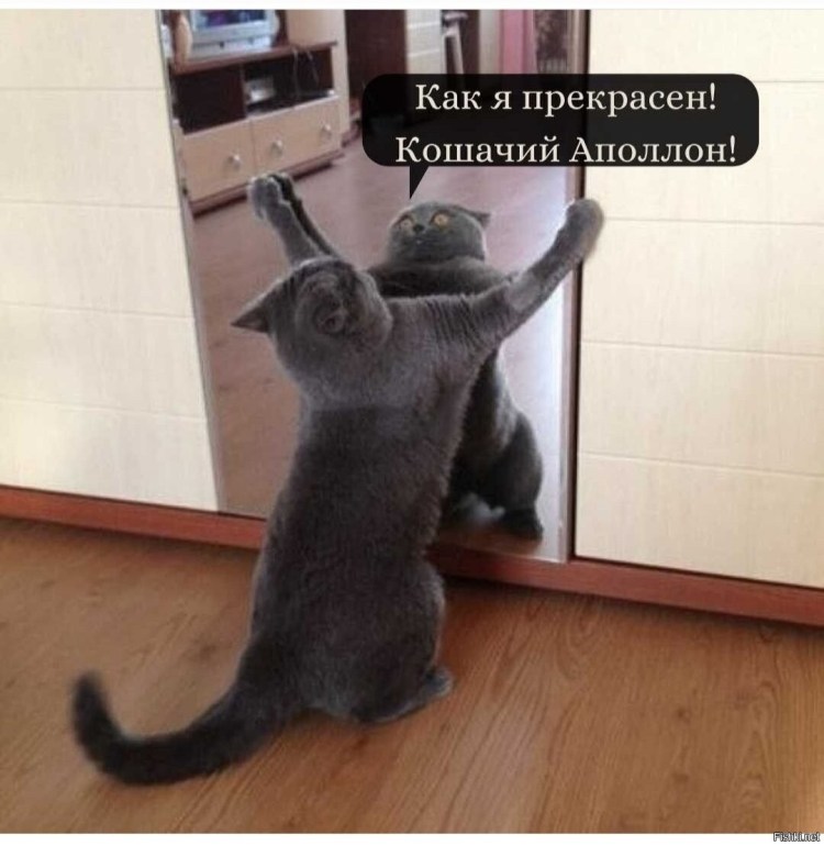 Кот и много отражений