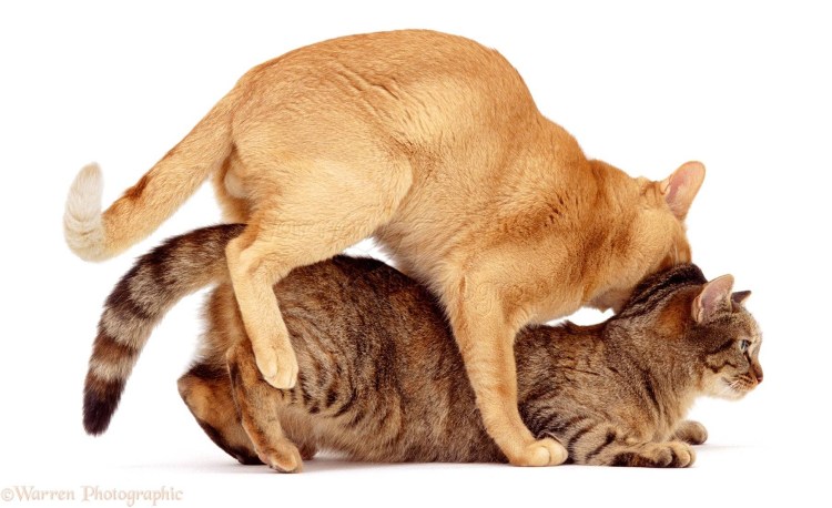 Кошки совокупляются