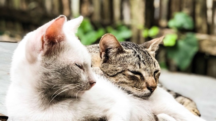 Кошки дерутся звук