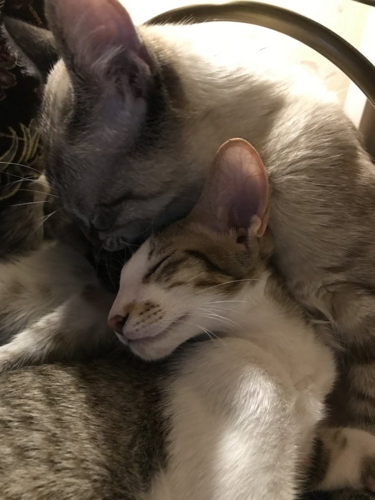 Коты спариваютсяспариваются