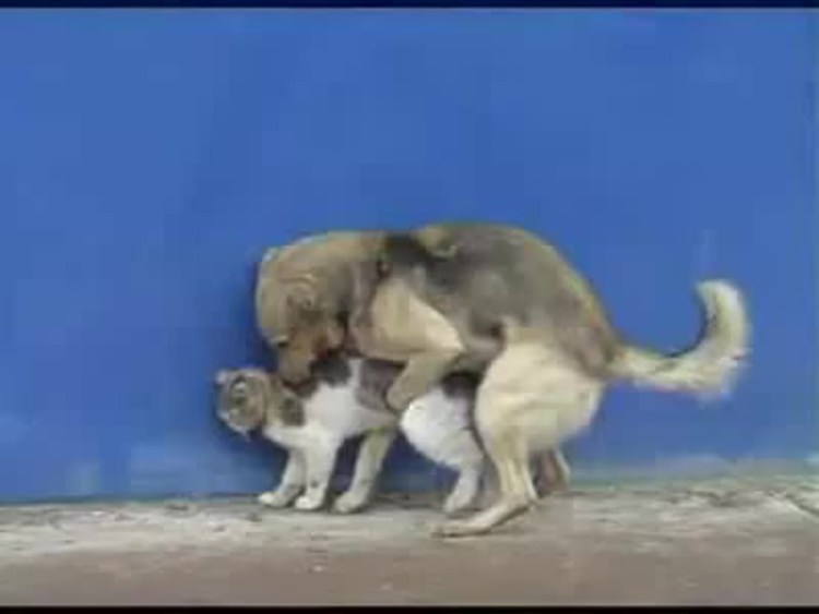 Котики спариваются