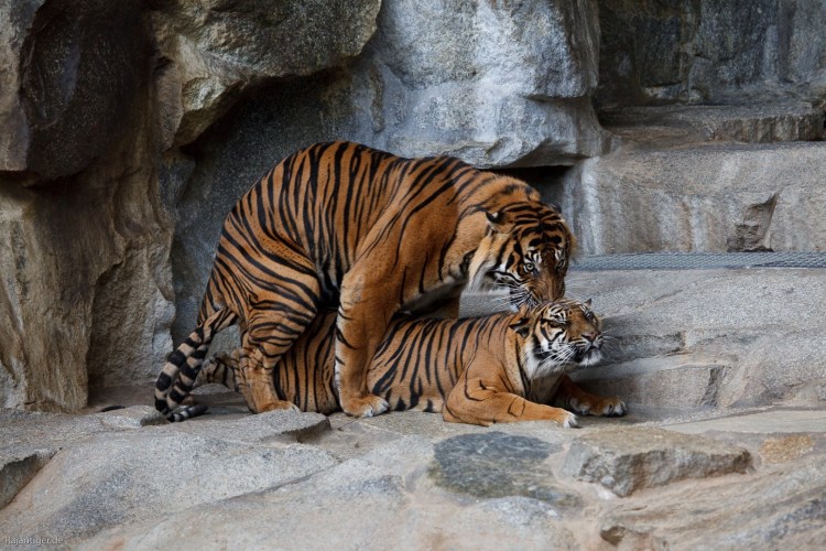 Период спаривания у кошек