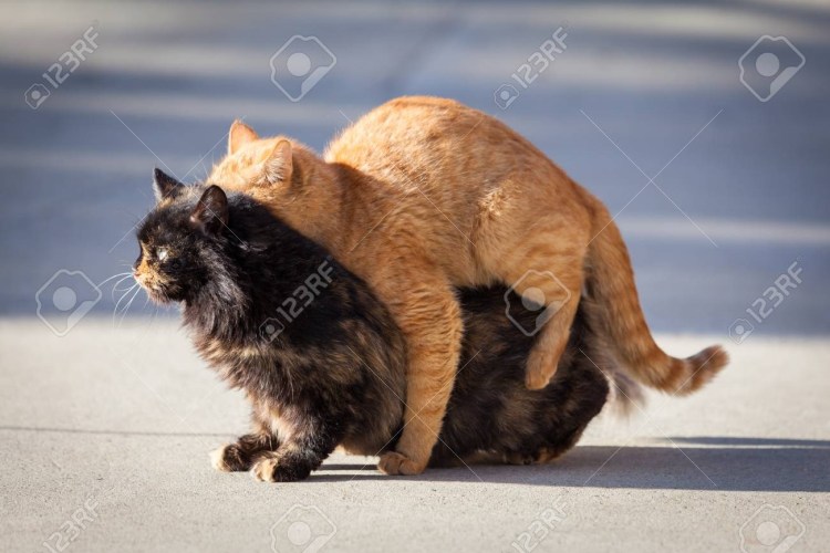 Кошки совокупляются